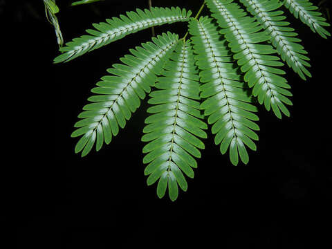 Image of Zapoteca portoricensis (Jacq.) H. M. Hern.