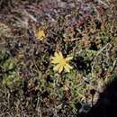 Image of Senecio pectinatus DC.