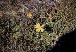 Image of Senecio pectinatus DC.