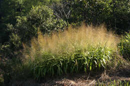 Image of tiger grass