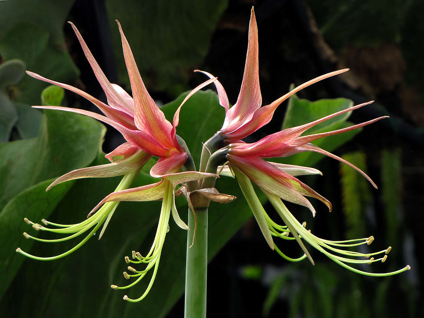 Imagem de Hippeastrum