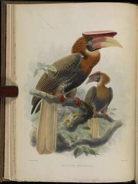 Image of Buceros hydrocorax mindanensis Tweeddale 1877