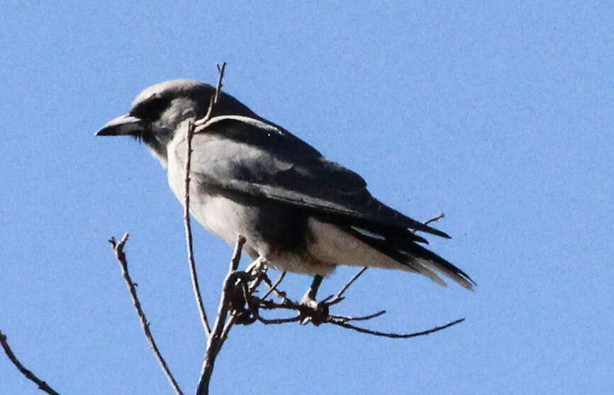 Image of Black-faced Woodswallow