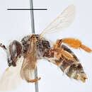 Image of Andrena intermedia Thomson 1870