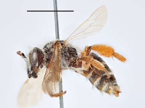 Image of Andrena intermedia Thomson 1870