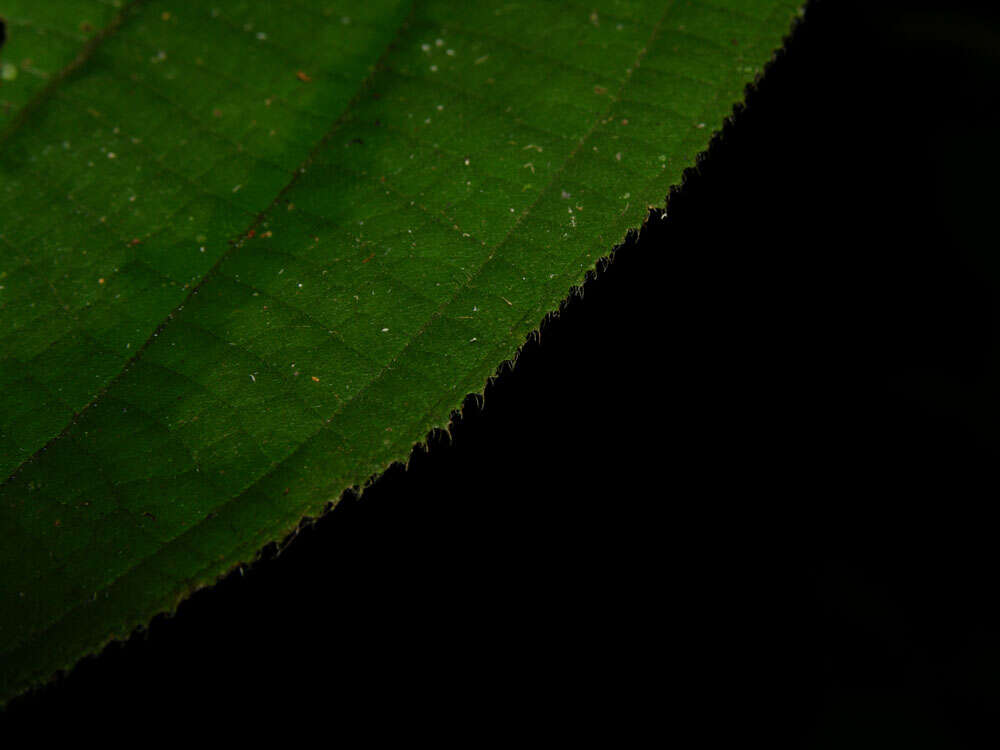 Image of Miconia nervosa (Sm.) Triana