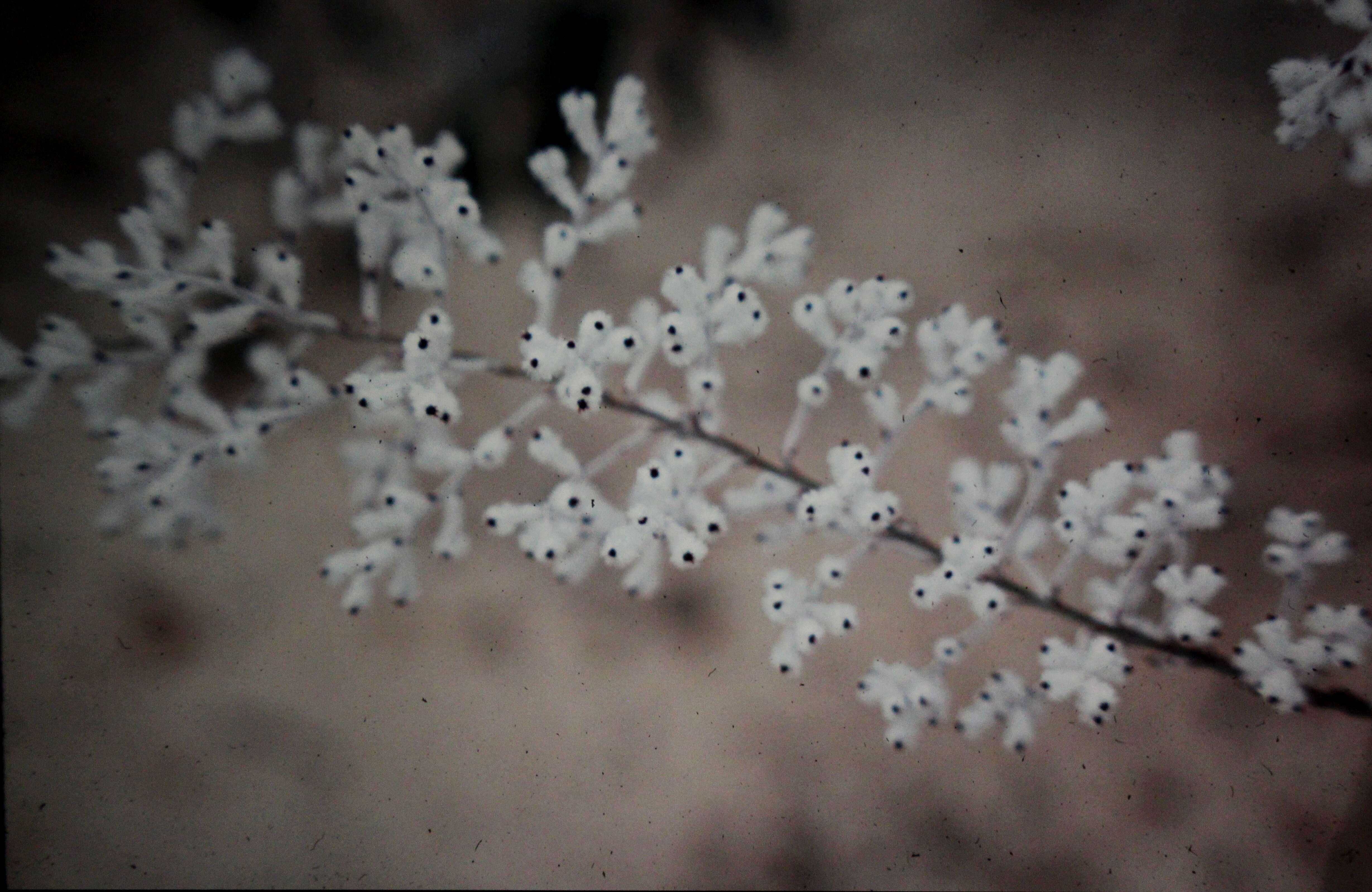 Image of Conospermum incurvum Lindl.