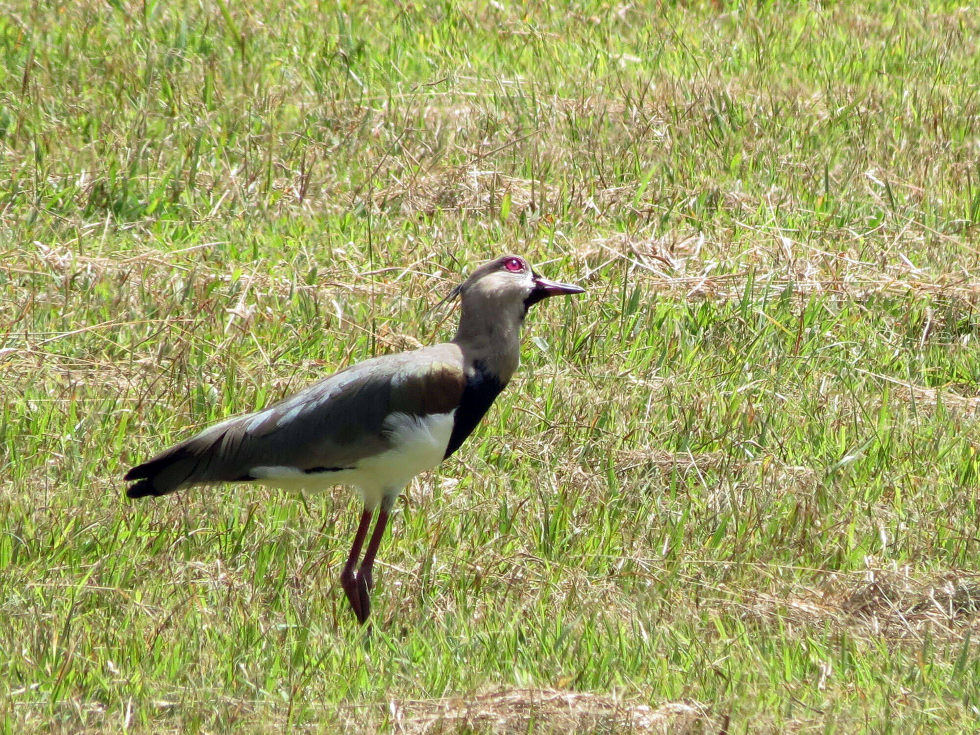 Image of Lapwing