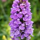 Image of Northern Marsh-orchid