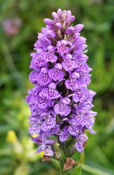 Image of Northern Marsh-orchid