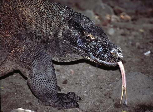 Image of Lace Monitor