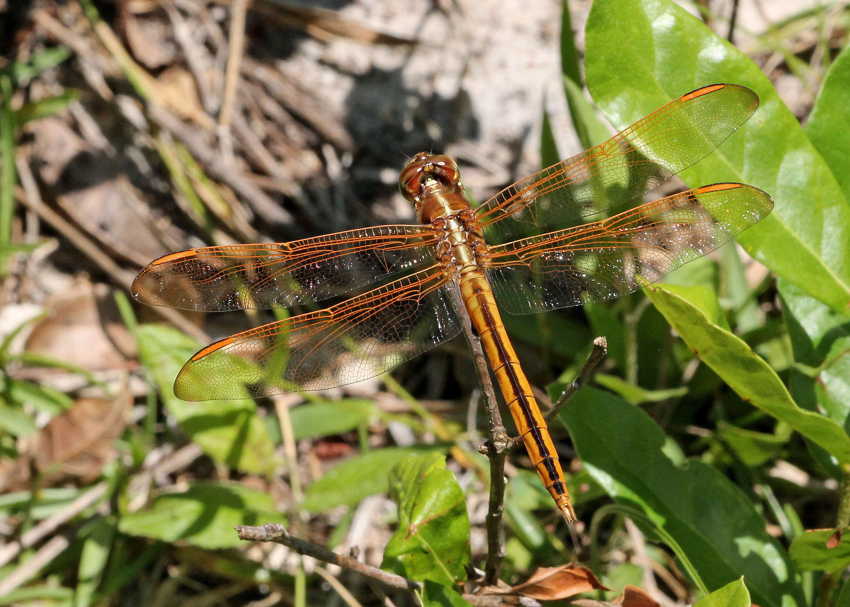 Image of Libellula Linnaeus 1758