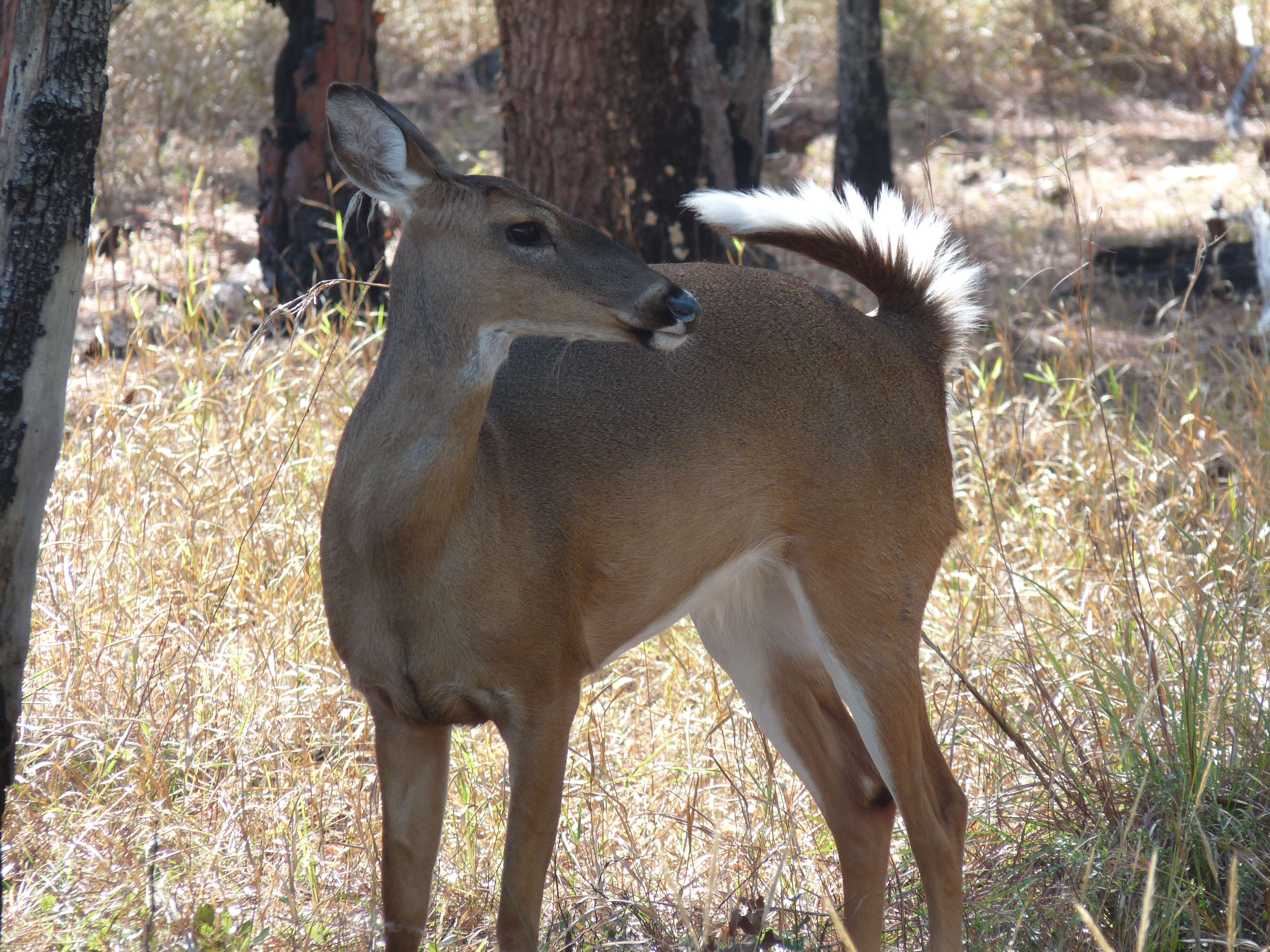 Image of Capreolinae