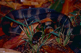 Image of elapid snakes