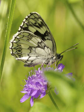 Image of Melanargia