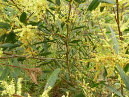 Image of Acacia longifolia subsp. sophorae (Labill.) Court