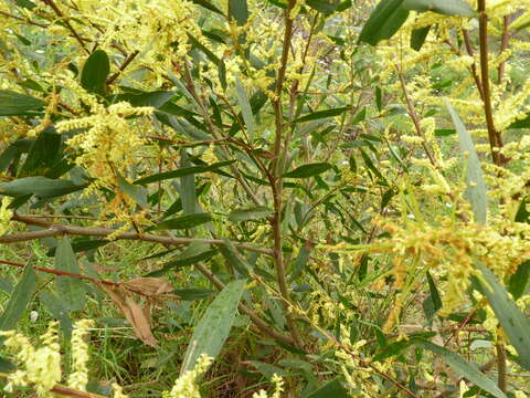 Imagem de Acacia longifolia subsp. sophorae (Labill.) Court