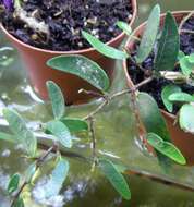 Image of Ficus punctata Thunb.