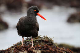 Image of oystercatchers