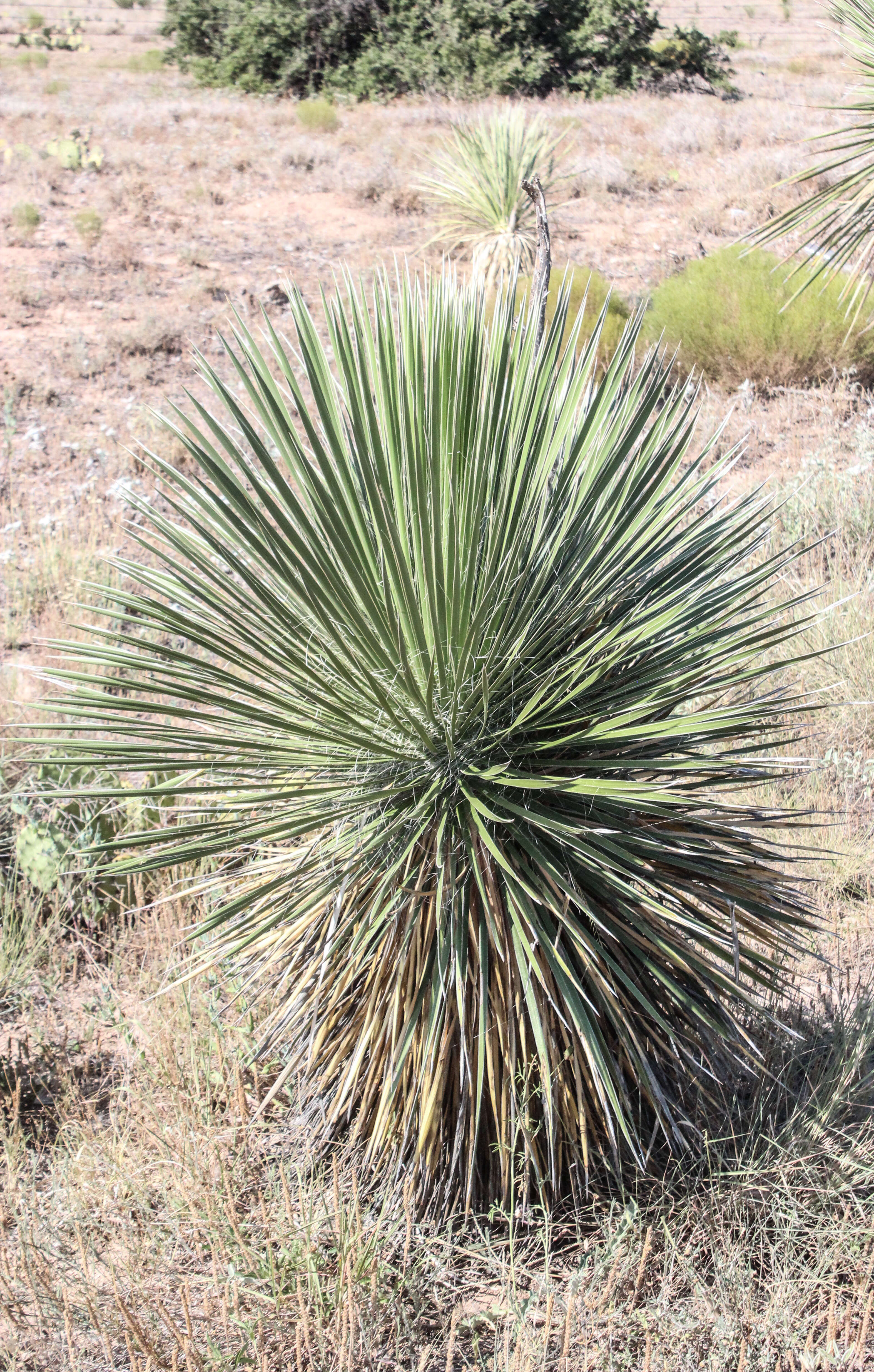 Image of yucca