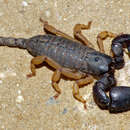 Image of Jones's Creeper scorpion