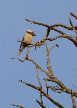 Image of Kookaburra