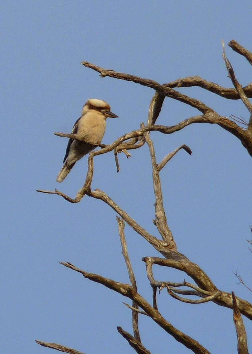 Image of Kookaburra