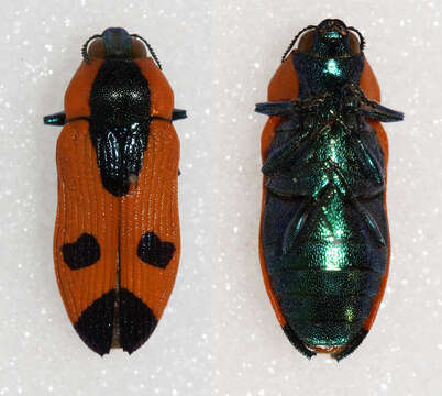 Image of Castiarina biguttata (Macleay 1863)