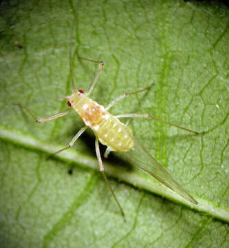 Image of Drepanosiphum