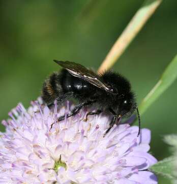 Image of Bumblebees