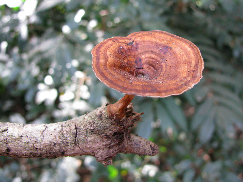 Image of Microporus