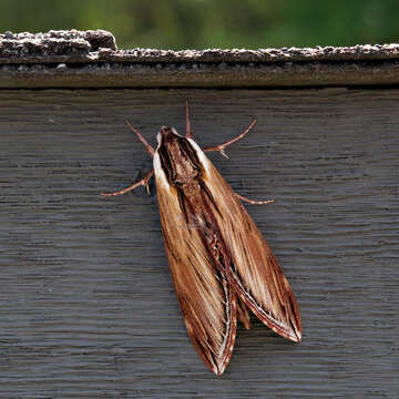 Image of Laurel sphinx