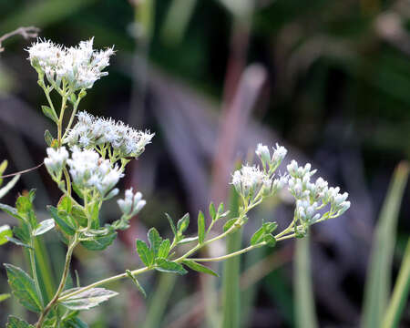 Eupatorium resmi