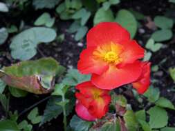 Image of Begonia tuberhybrida Voss