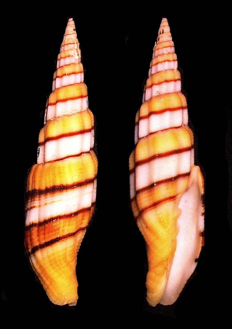 Слика од Turbinelloidea Rafinesque 1815