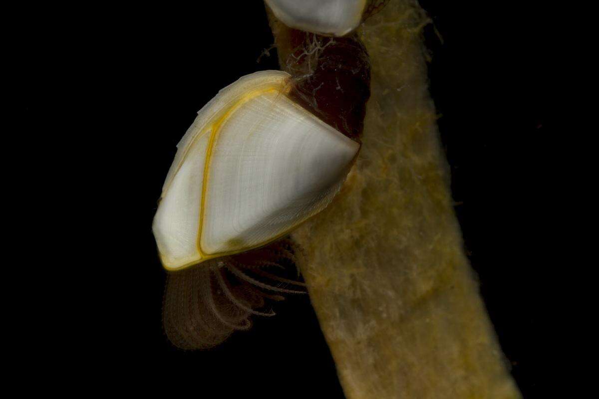 Image of Lepadidae