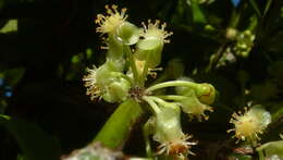 Image of Garcinia gardneriana (Planch. & Triana) D. C. Zappi