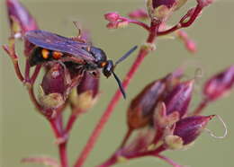 Image of Scolia nobilitata (Fabricius 1805)