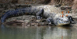 Image of Belize Crocodile