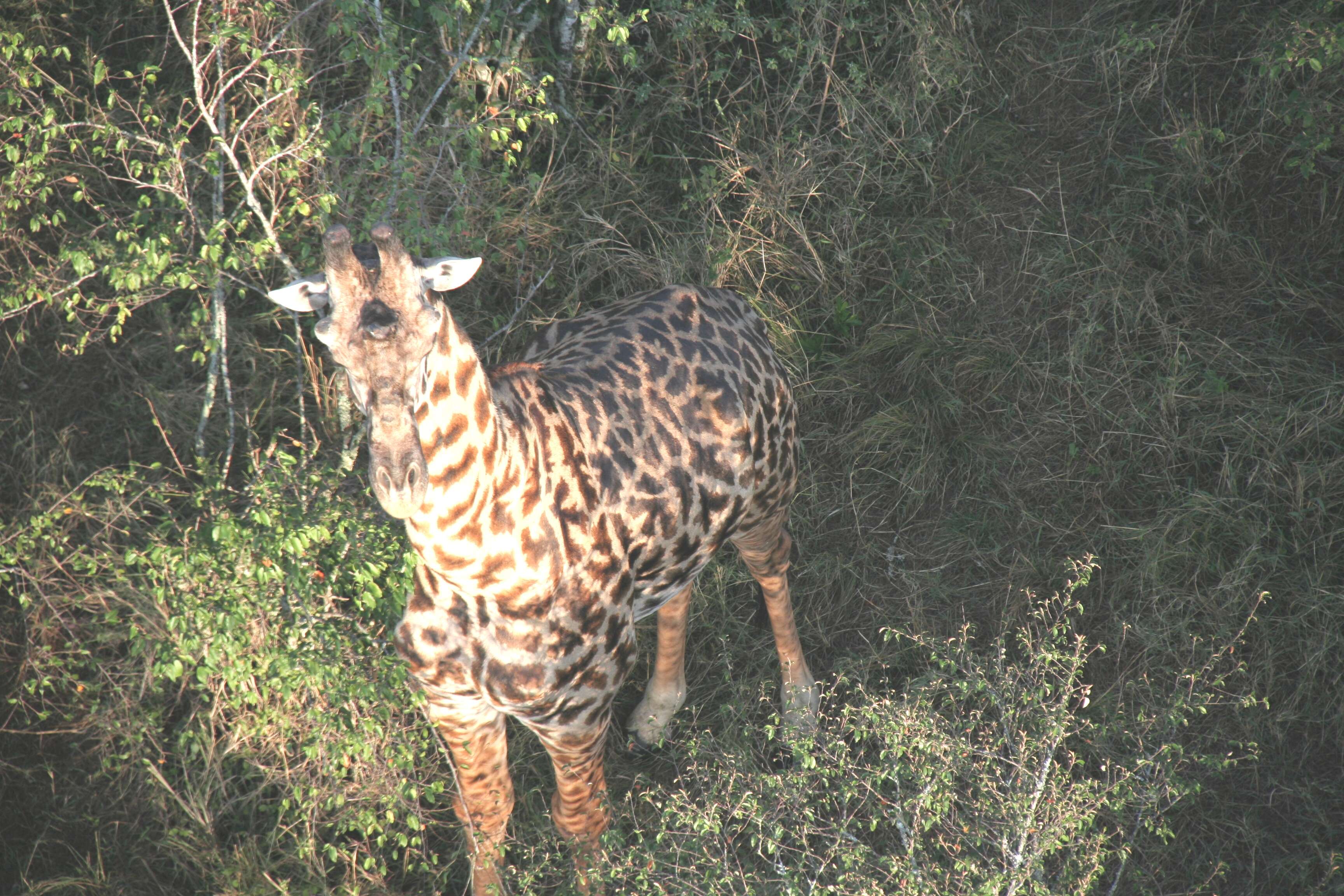 Imagem de girafa