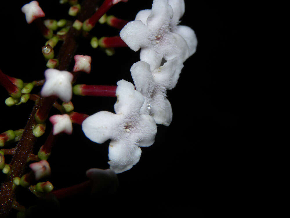 Image of Gonzalagunia brenesii Standl.