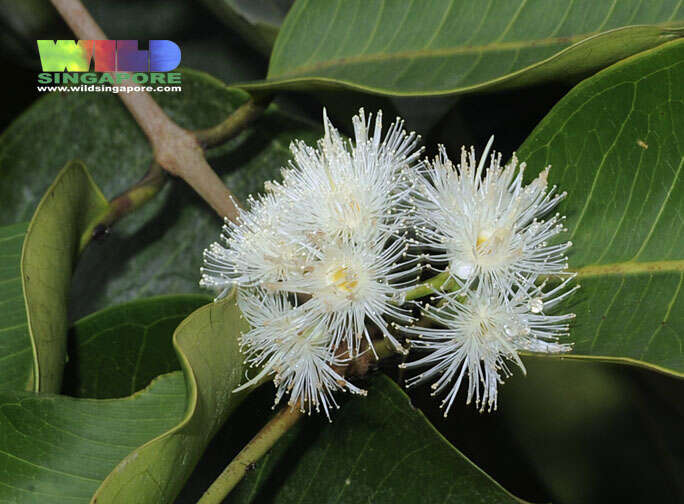 Image of Sea-Apple