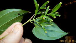 Dioscorea marginata Griseb. resmi