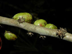 Image of Casearia hirsuta Sw.