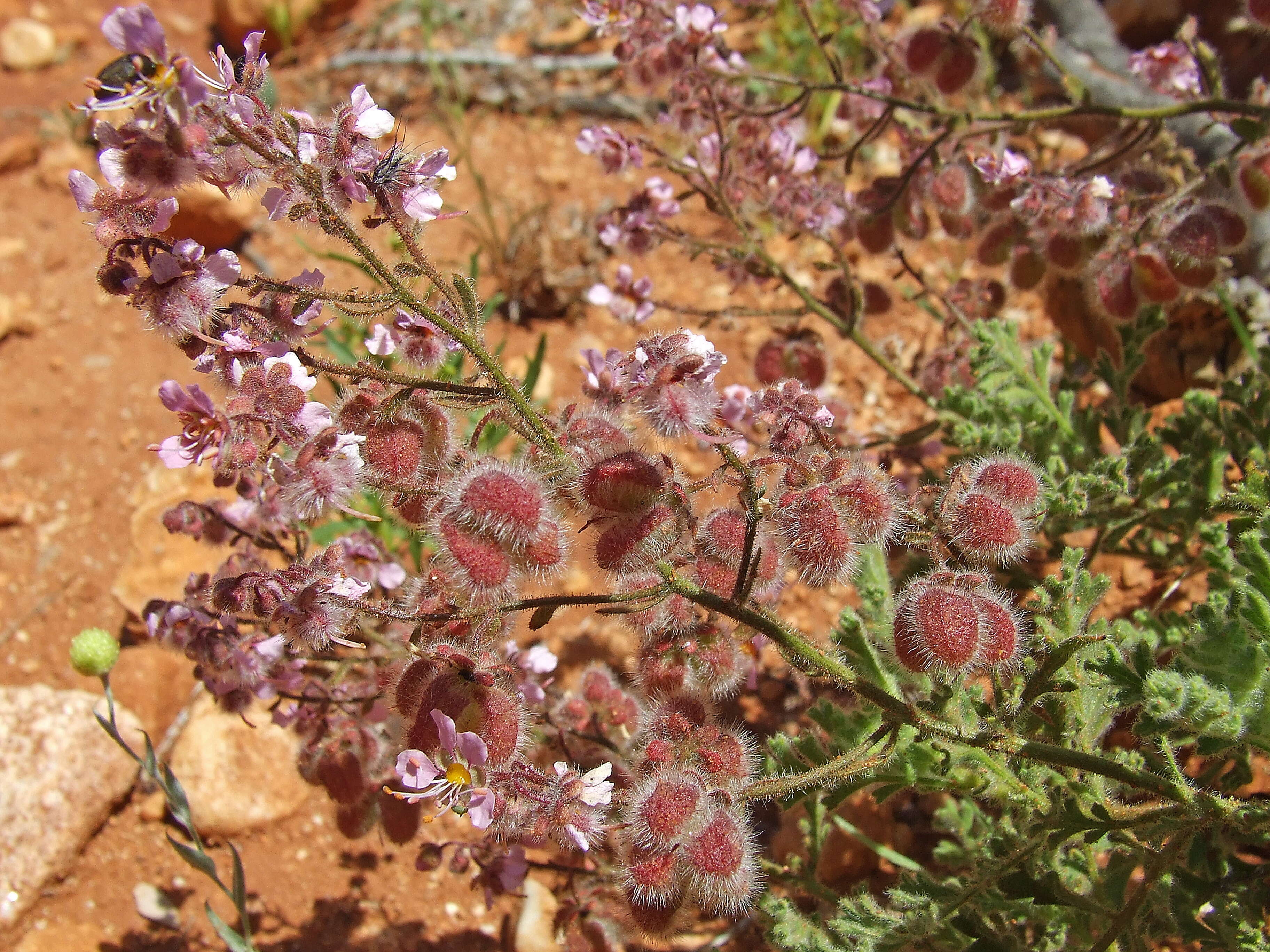 Image of Geraniaceae