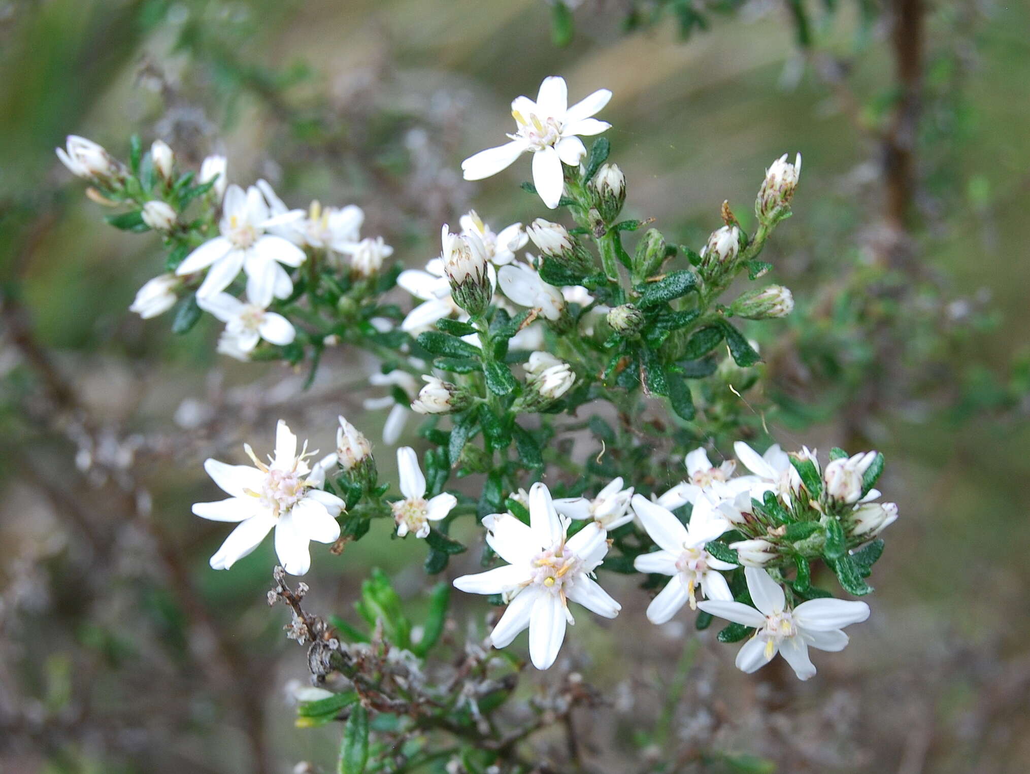 Image of Olearia ericoides (Steetz) N. A. Wakefield