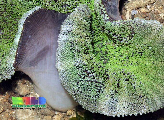 Image of Haddon's Carpet Anemone