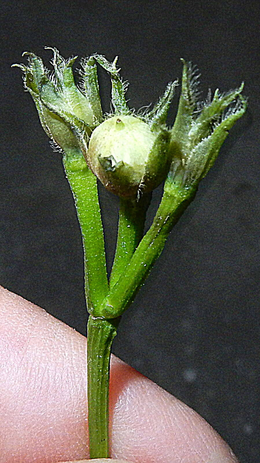 Image of Ipomoea cynanchifolia Meisn.