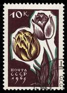 Image of tulip