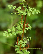 Image of climbing fern